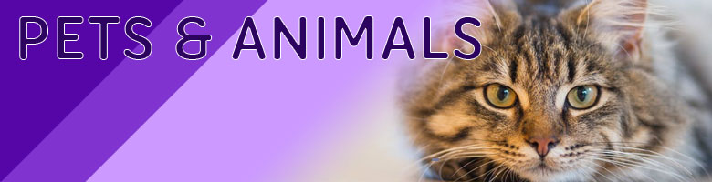 Calgary Pets & Animals Companies banner